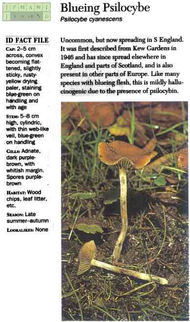 Blueing Psilocybe (Psilocybe Cyanescens)